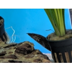Tyre Track Eel Mastacemelus armatus - Image 3