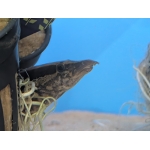 Tyre Track Eel Mastacemelus armatus - Image 1
