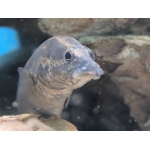 Tyre Track Eel Mastacemelus armatus - Image 2