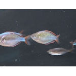 Neon Dwarf Rainbowfish Melanotaenia praecox - Image 3