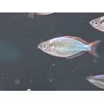 Neon Dwarf Rainbowfish Melanotaenia praecox - Image 4