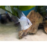 Pterophyllum scalare (Blue Ghost Angelfish) Large - Image 1