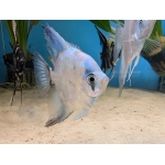 Pterophyllum scalare (Blue Ghost Angelfish) Large - Image 2