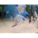 Pterophyllum scalare (Blue Ghost Angelfish) Large - Image 3