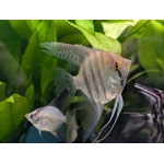 Pterophyllum scalare (Zebra Angelfish) - Image 2