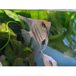Pterophyllum scalare (Zebra Angelfish) - Image 1