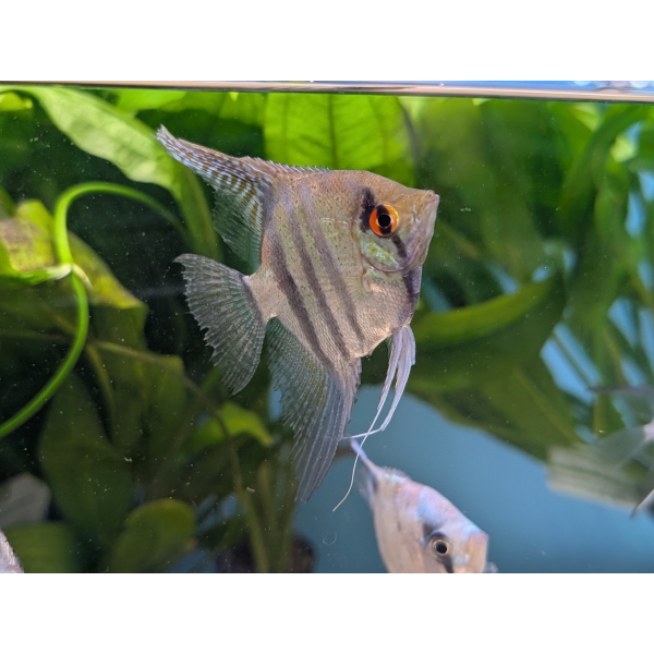 Pterophyllum scalare (Zebra Angelfish) The Fish Barn