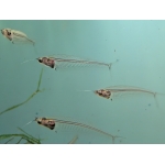 Thai Glass Catfish Kryptopterus vitreolus - Image 1