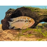 Ivanacara bimaculata (Two-Spot Cichlid) - Image 4
