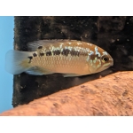 Ivanacara bimaculata (Two-Spot Cichlid) - Image 3