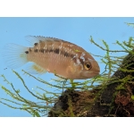 Ivanacara bimaculata (Two-Spot Cichlid) - Image 2