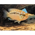 Ivanacara bimaculata (Two-Spot Cichlid) - Image 1