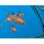Serpae Tetra (Megalamphodus eques) - Image 1