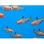 Serpae Tetra (Megalamphodus eques) - Image 3