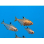Serpae Tetra (Megalamphodus eques) - Image 4
