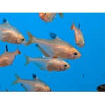 Serpae Tetra (Megalamphodus eques) - Image 2