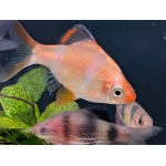 Albino Tiger Barb Puntigrus tetrazona - Image 2