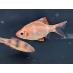 Albino Tiger Barb Puntigrus tetrazona - Image 1
