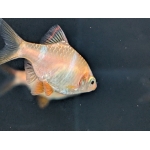 Albino Tiger Barb Puntigrus tetrazona - Image 3