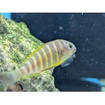 Brichards Tropheus Tropheus Brichardi "Ujiji" - Image 2