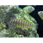 Brichards Tropheus Tropheus Brichardi "Ujiji" - Image 3