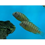 Brichards Tropheus Tropheus Brichardi "Ujiji" - Image 1
