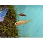 Scratched Impa Tetra - Image 1