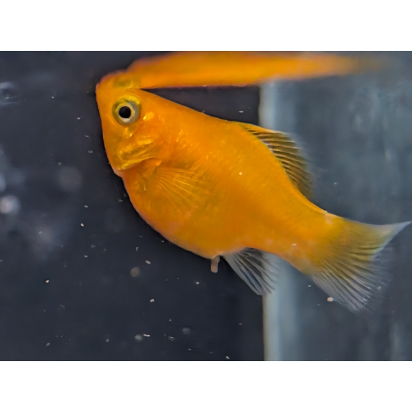 Balloon Molly The Fish Barn