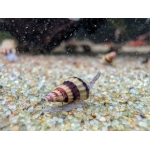 Assassin Snail - Image 1