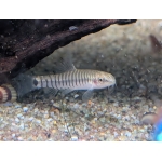 Hovering Zebra Loach (Yunnanilus cruciatus) - Image 2