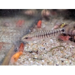 Hovering Zebra Loach (Yunnanilus cruciatus) - Image 3
