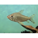 Silver Flagtail Prochilodus - Image 1