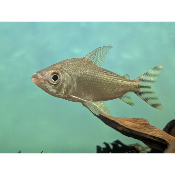 Silver Flagtail Prochilodus The Fish Barn