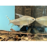 Silver Flagtail Prochilodus - Image 3