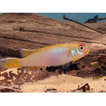 Nanochromis teugelsi "Bandudu" - Image 2