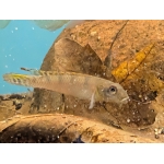 Splendid Dwarf Cichlid Nanochromis splendens "kinganaga" - Image 1