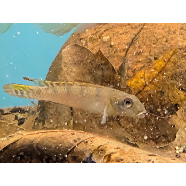 Splendid Dwarf Cichlid Nanochromis splendens "kinganaga" The Fish Barn