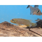 Nanochromis teugelsi "Bandudu" - Image 1