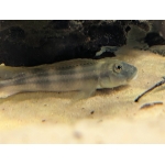 Slender Lionhead Cichlid Steatocranus tinanti - Image 1