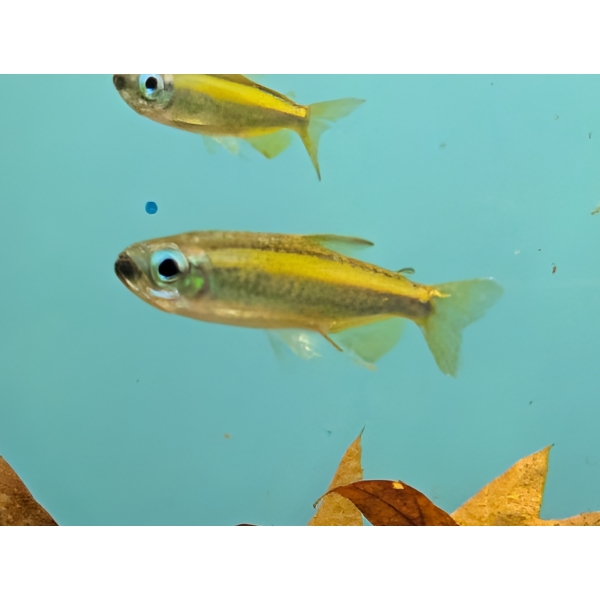Lampeye Congo Tetra Phenacogrammus aurantiacus The Fish Barn