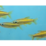 Lampeye Congo Tetra (Phenacogrammus aurantiacus) - Image 2