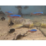 L14 Sunshine Pleco (Scobinancistrus aureatus) 4-5" - Image 1