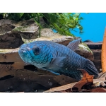 Betta Antuta Full Mask Tank Bred - Image 1