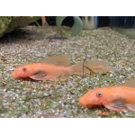 Long Fin Red Bristlenose Pleco - Image 3