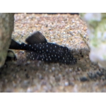 L181 Peppermint Bristlenose Pleco - Image 3