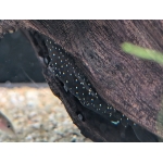 L181 Peppermint Bristlenose Pleco - Image 2