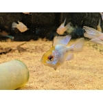 Balloon Electric Blue Ram - Image 2