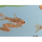 African Banded Barb - Image 3
