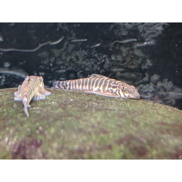Chang Ting Hillstream Loach Labidogastromyzon changtingensis The Fish Barn