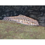 Chang Ting Hillstream Loach Labidogastromyzon changtingensis - Image 2
